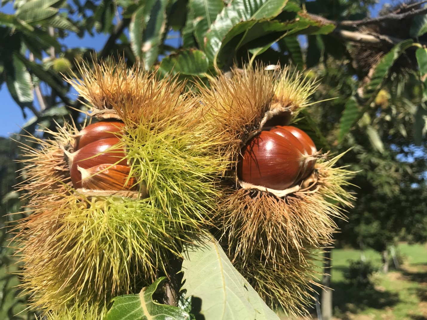 chestnut burs